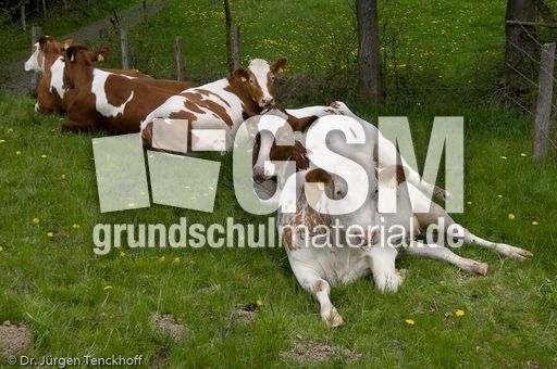 Hausrind (83 von 174).jpg